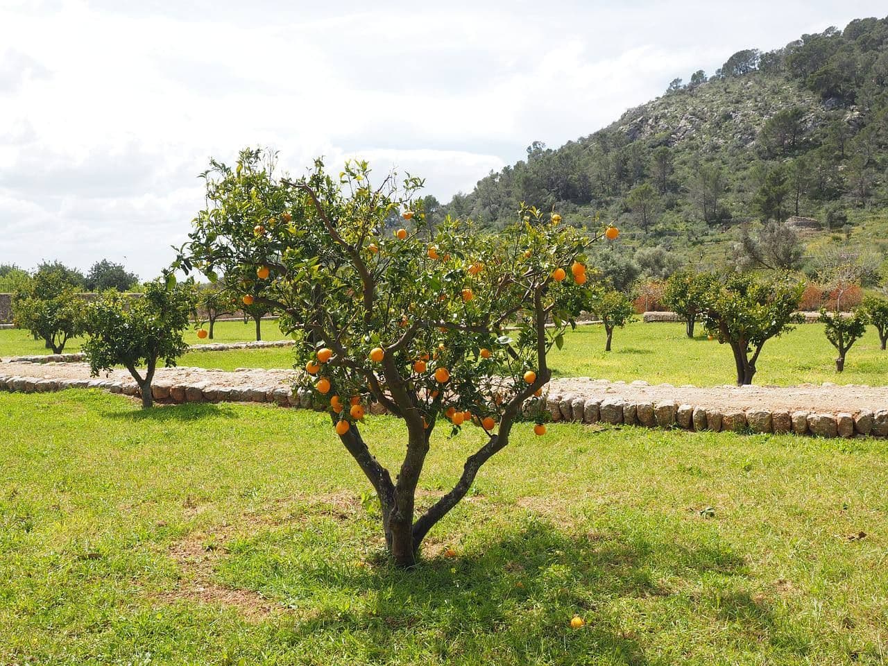Orange Grove