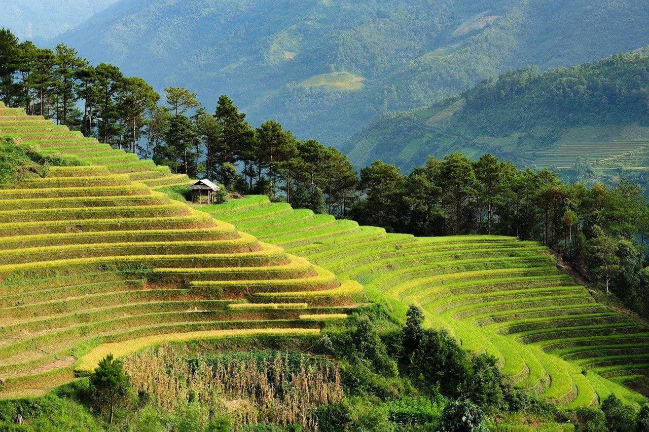 Vietnamese fields view