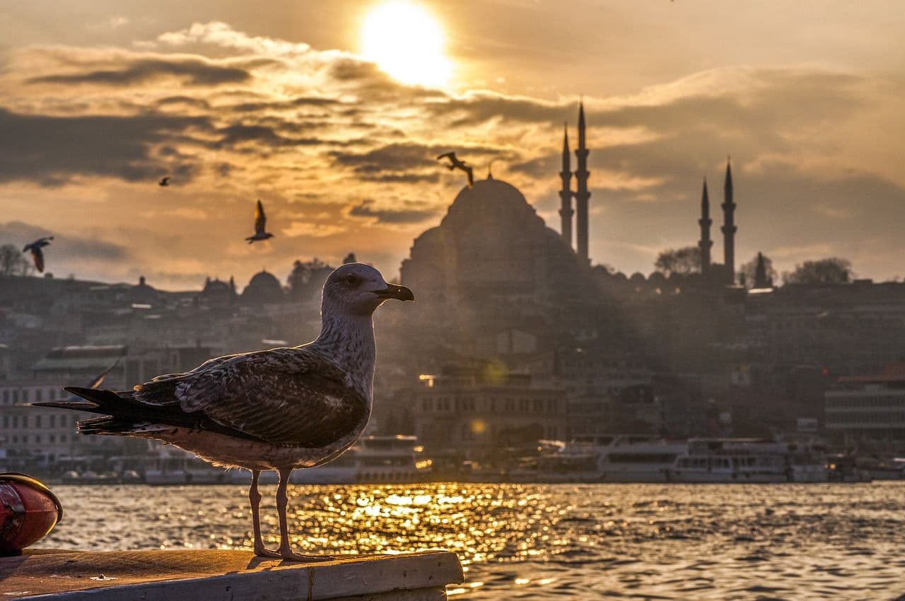 Seagull in Turkey